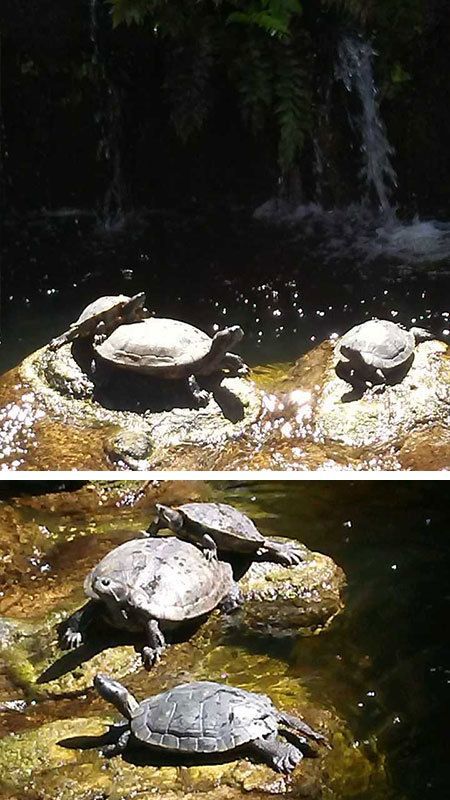 Waterfall Turtles