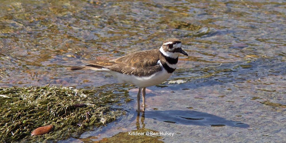 Killdeer