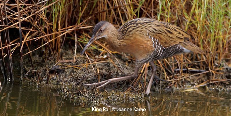 King Rail