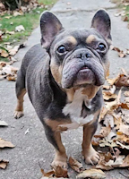 Meatball - ADOPTED