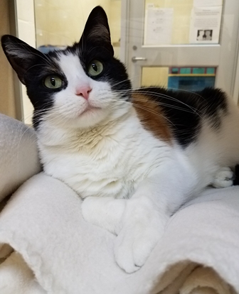 Stella