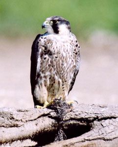 Peregrine Falcon