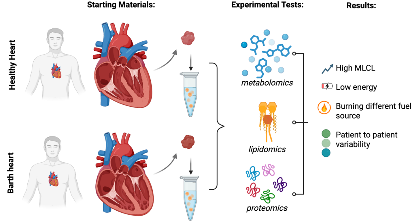 Description of the image