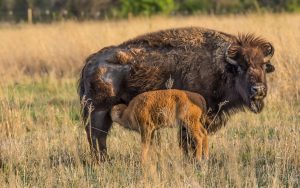 Calving Season Pushes Bison Herd to Over 70
