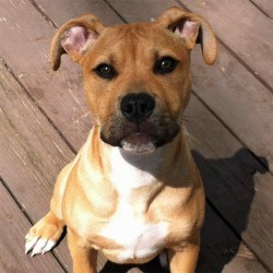 Finn (formerly Murphy)
