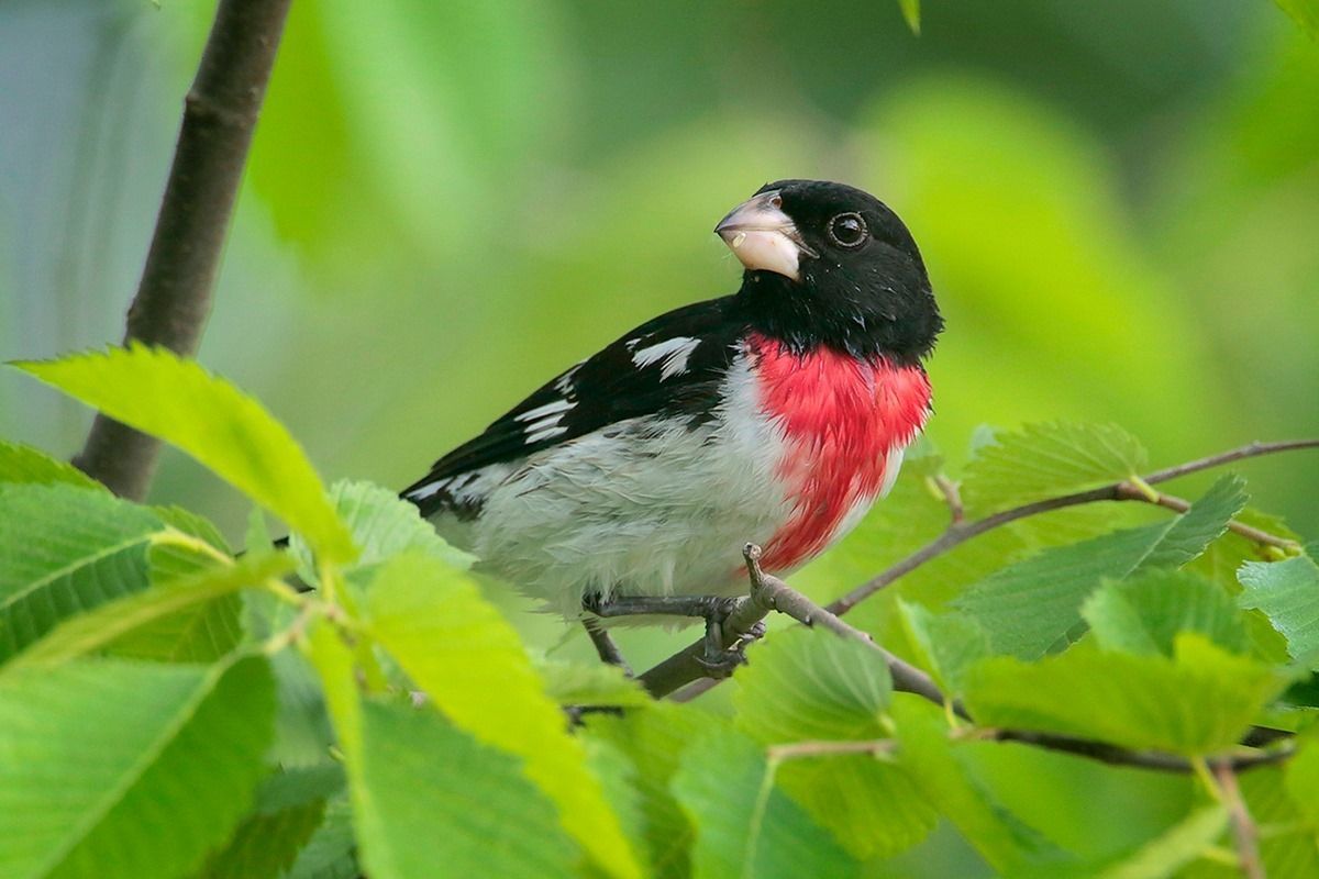 Rose-breasted Grosbeak