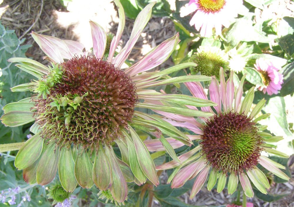 Aster yellows can infect coneflower and other flowers and vegetable plants. 