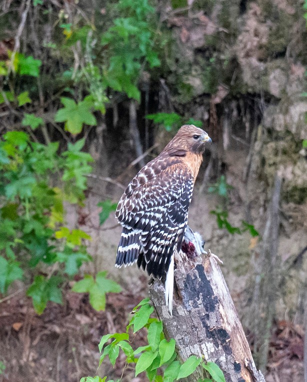 Kickerillo-Mischer Preserve Bird Survey