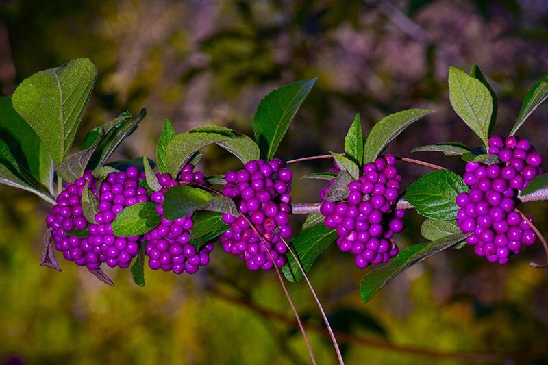 American Beautyberry