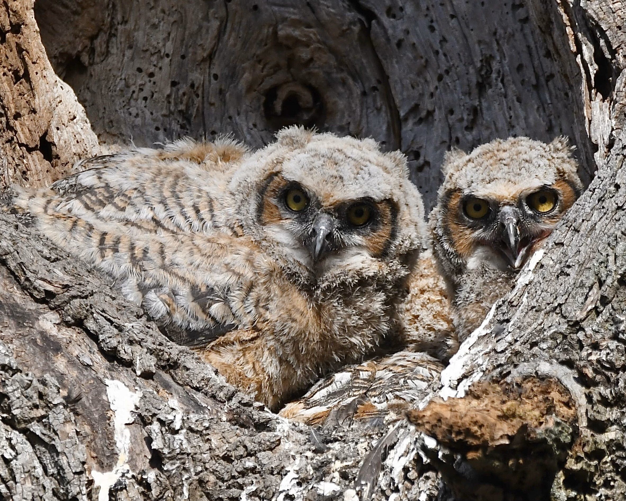 Help us find foster raptor nests this baby season