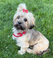 Lambie - ADOPTED