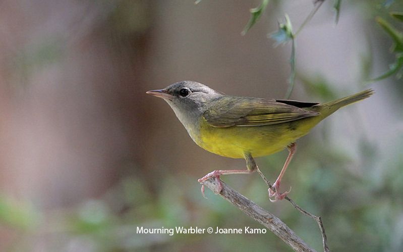 Mourning Warbler