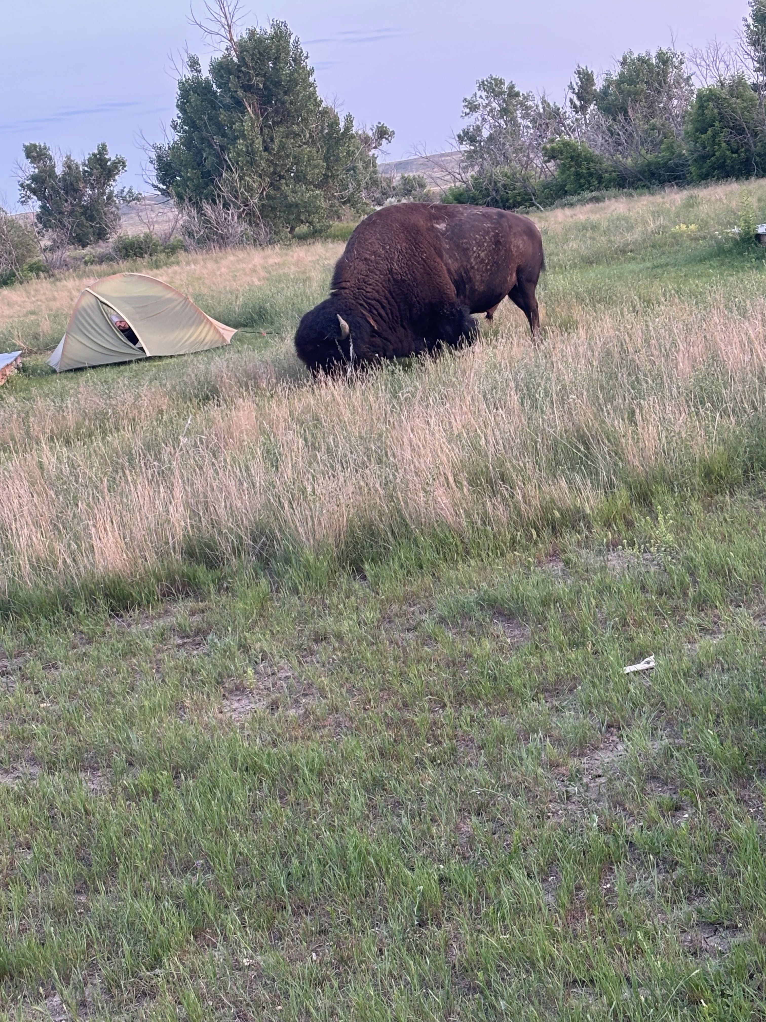 A crew member peeks out of a tent with a bison grazing nearby.