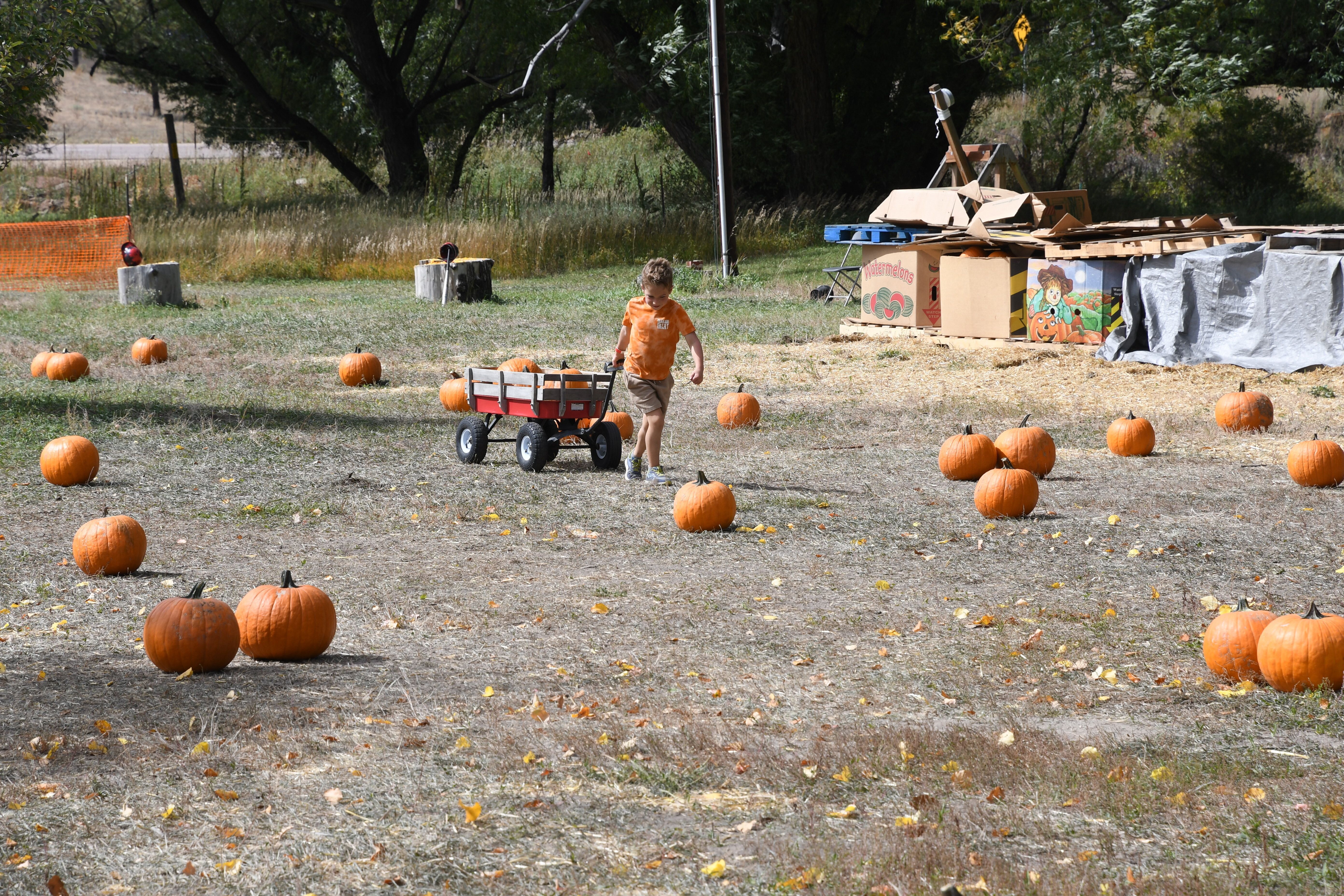 KKTV - Catapult or smash a pumpkin this fall at a Colorado Springs pumpkin patch!