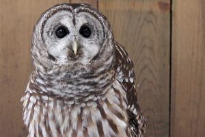 Willow the Barred Owl