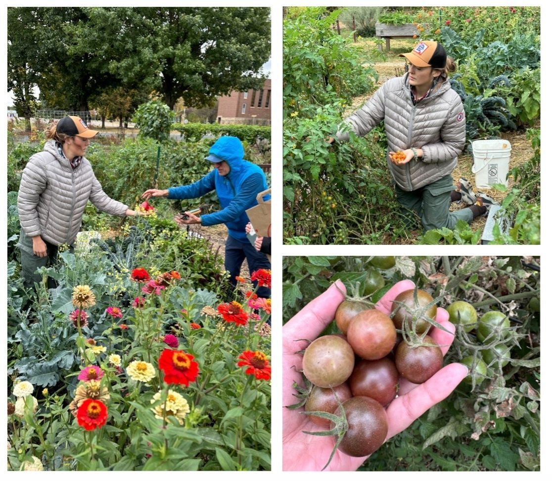 Remaining "Taste of the Garden" Produce Harvested for Donation