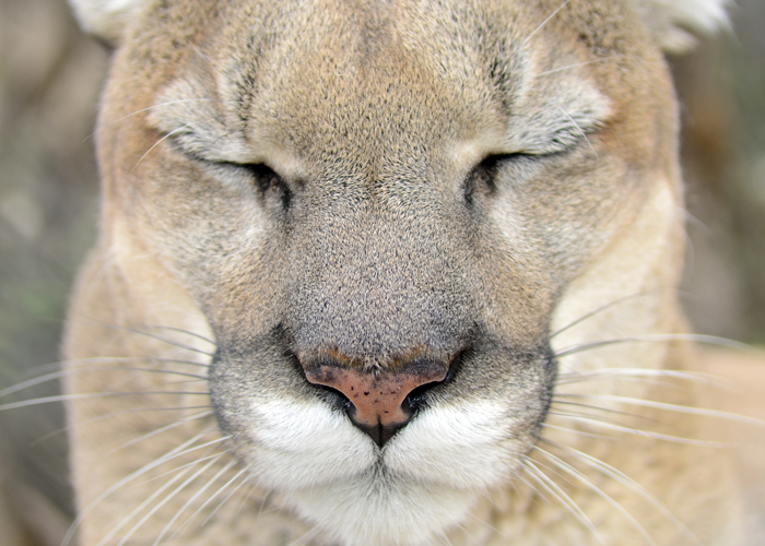 Tocho - Mountain Lion Sleeping