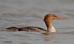 Red-breasted Merganser (female)