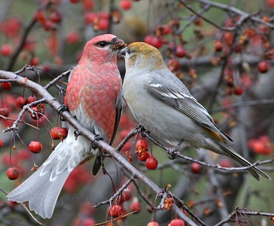 winter birds