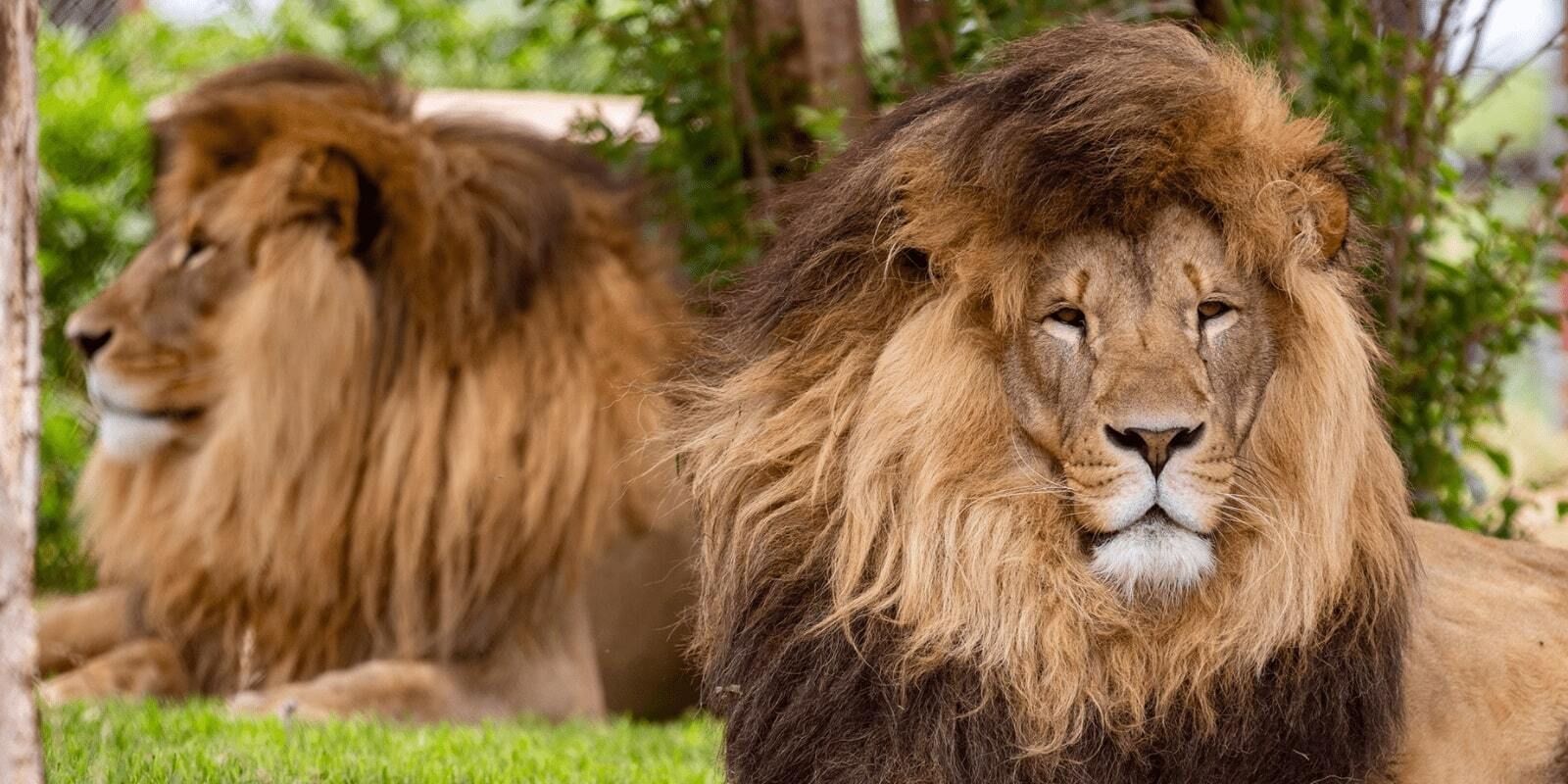 Lions