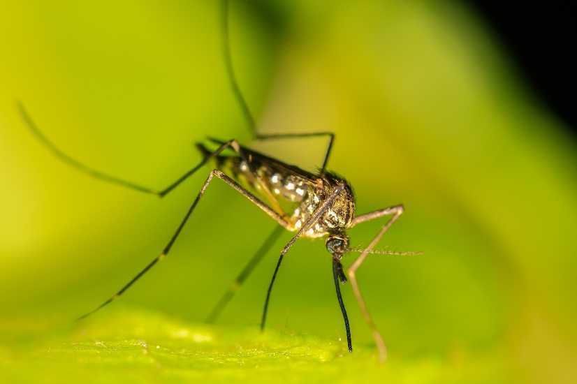 West Nile Education, and Mosquito Trapping