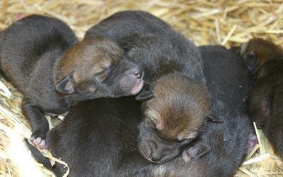 For the Love of Red Wolves