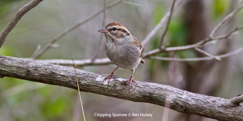 Chipping Sparrow