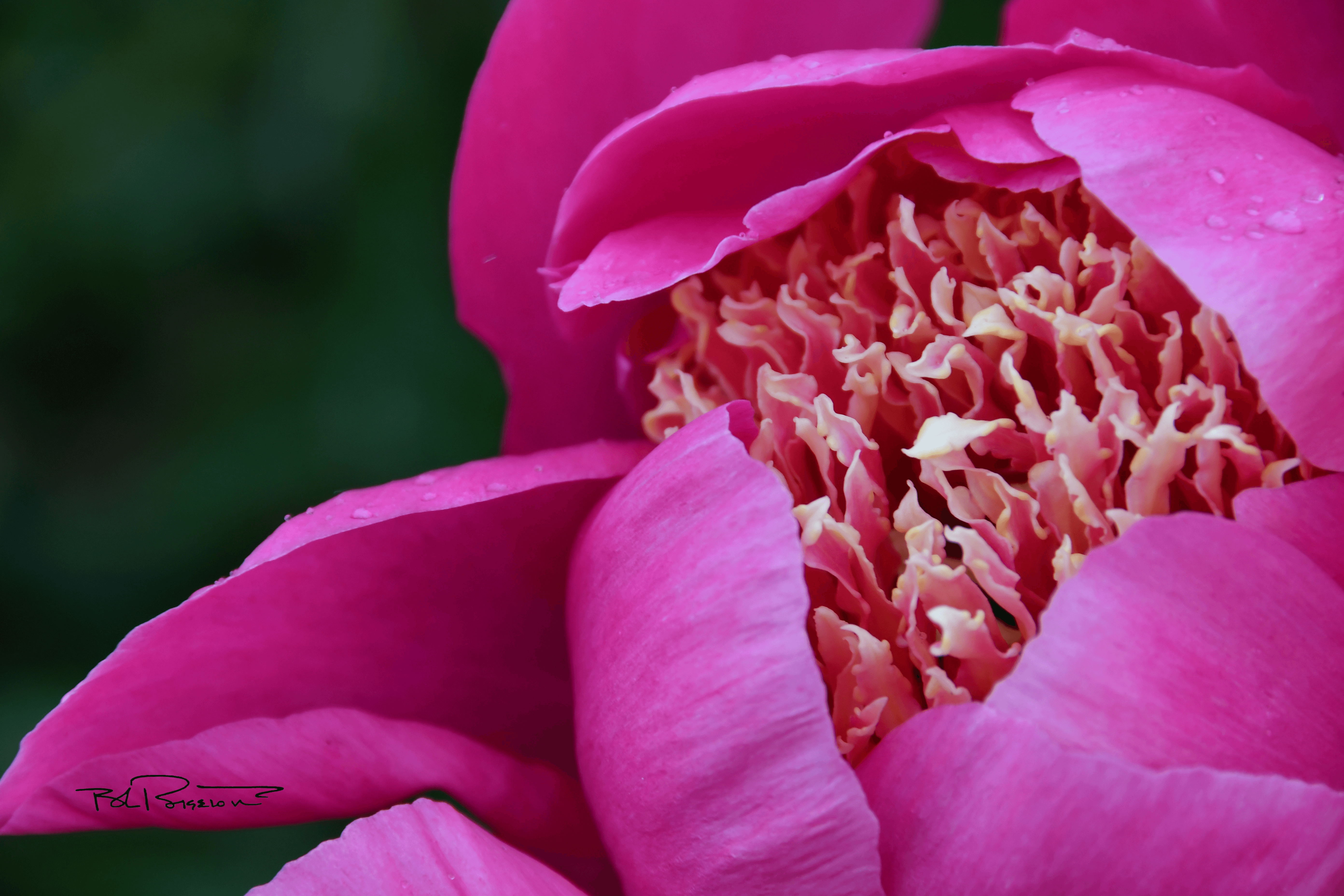 Peony Pink