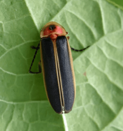 Fireflies