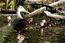 Mottled Duck (adult and ducklings)