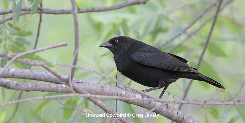 Bronzed Cowbird