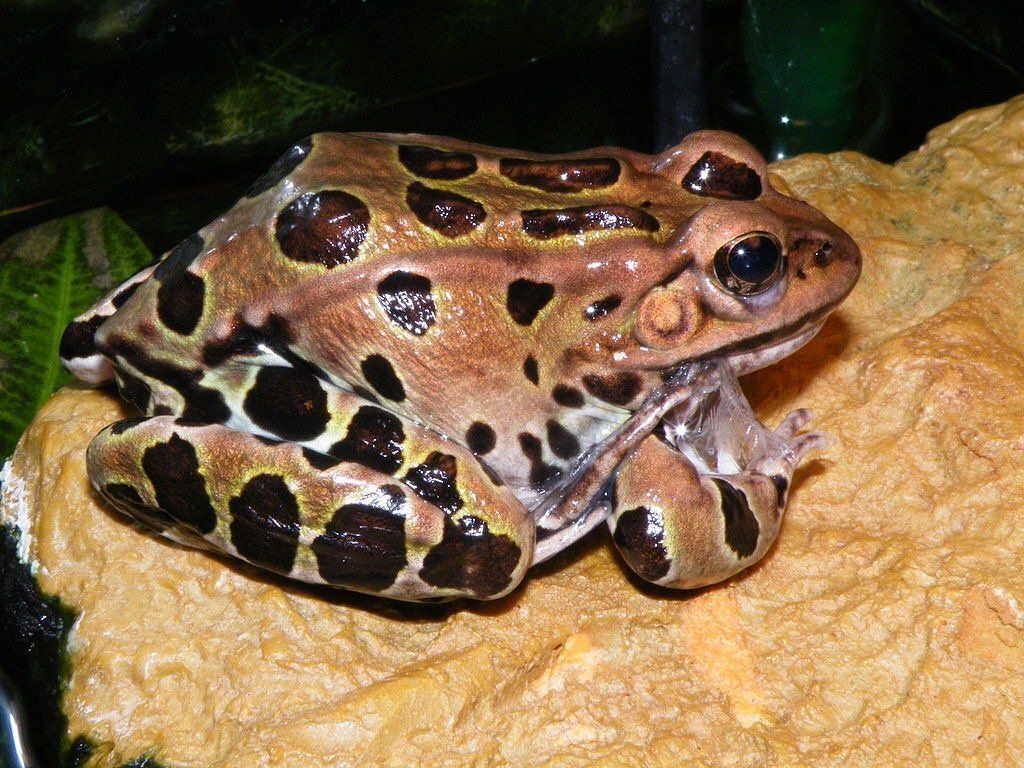 large slimy frog eating skin on its arm