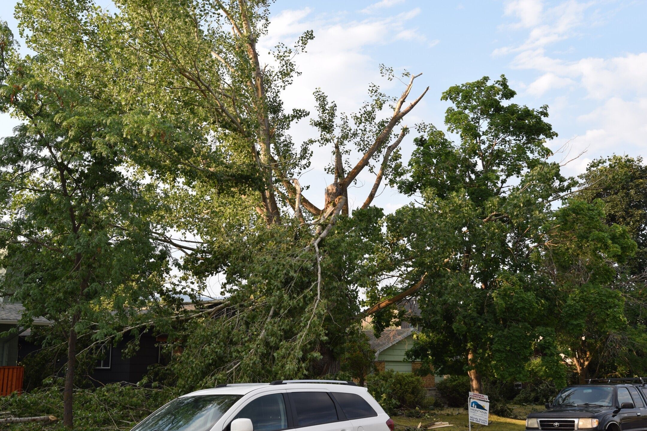 tree damage from summer wind storm