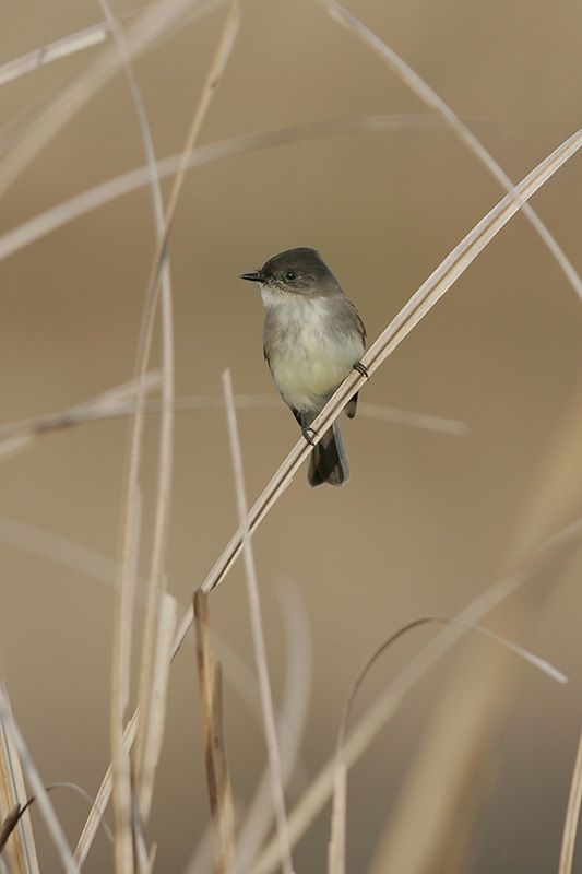 Eastern Phoebe