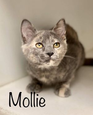 MOLLIE