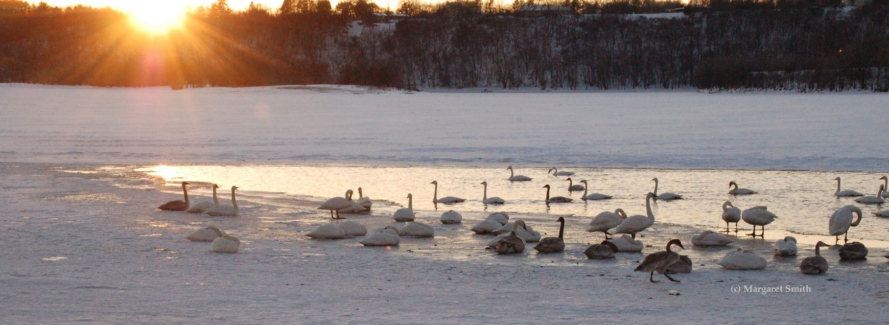 The Trumpeter Swan Society's New and Notes will keep you up to date on swan events, issues, and progress