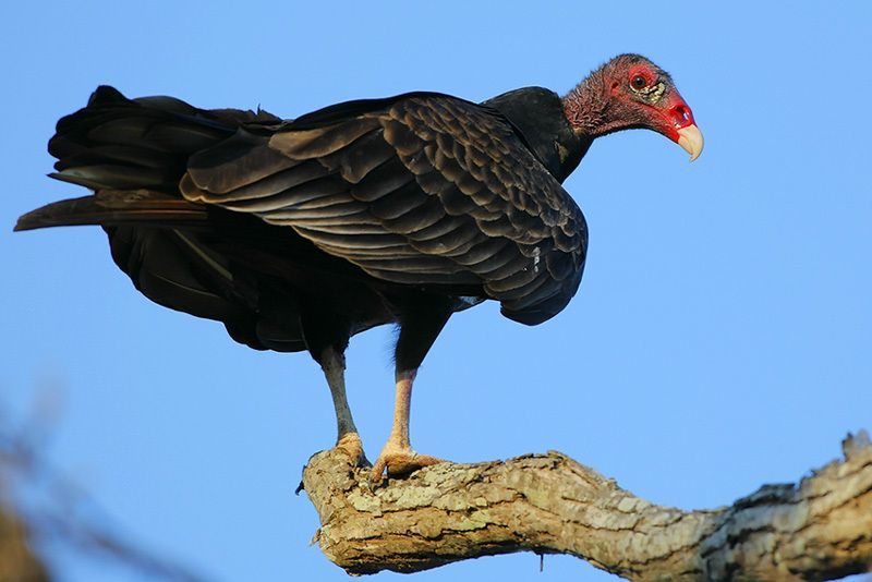 What to know about vultures in North Texas during spring nesting