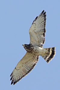 broad winged hawk diet