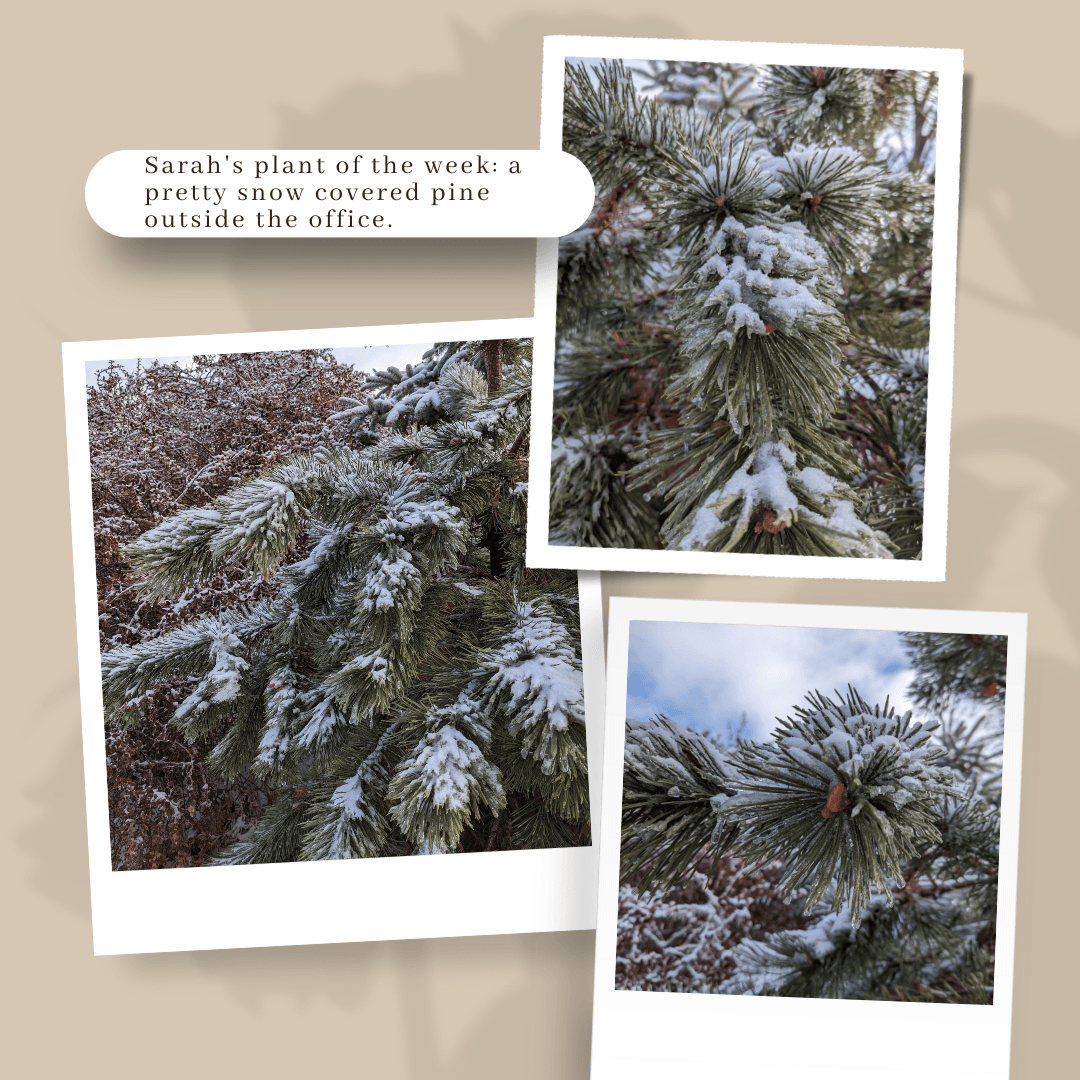 snow and ice on fluffy pine branches