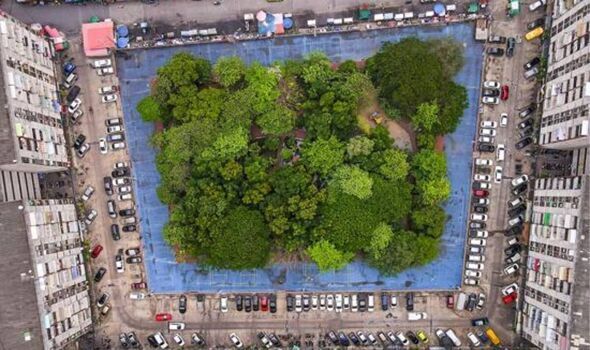 Tiny Forests are Popping Up Everywhere!  Even in Big Cities!