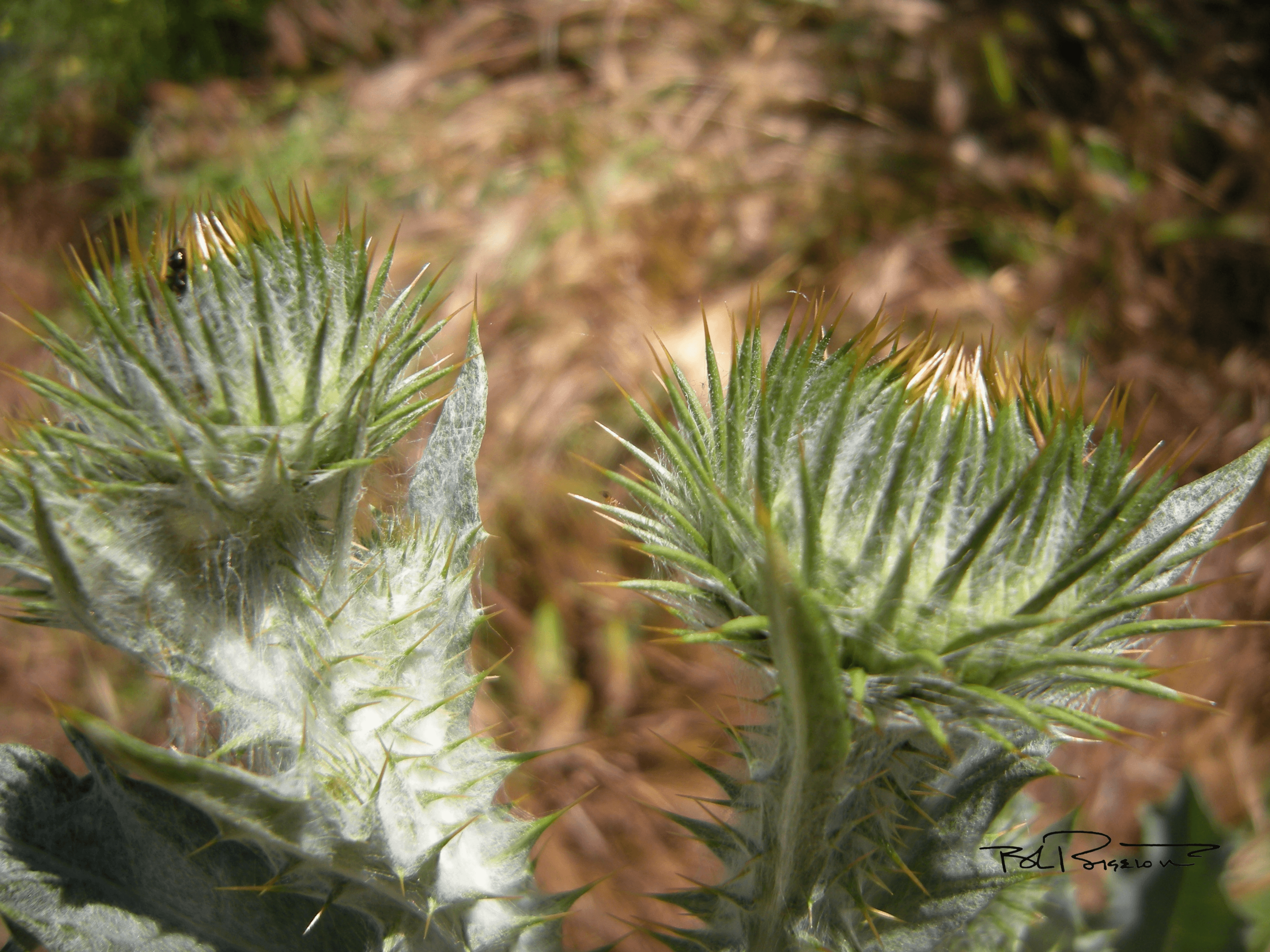 Thistle 2