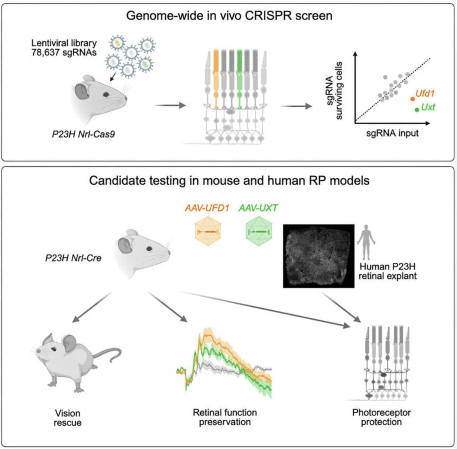 Genome-wide screen yields new gene therapies to protect against retinal degeneration