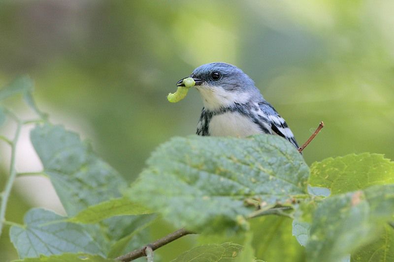 Cerulean Warbler (male)