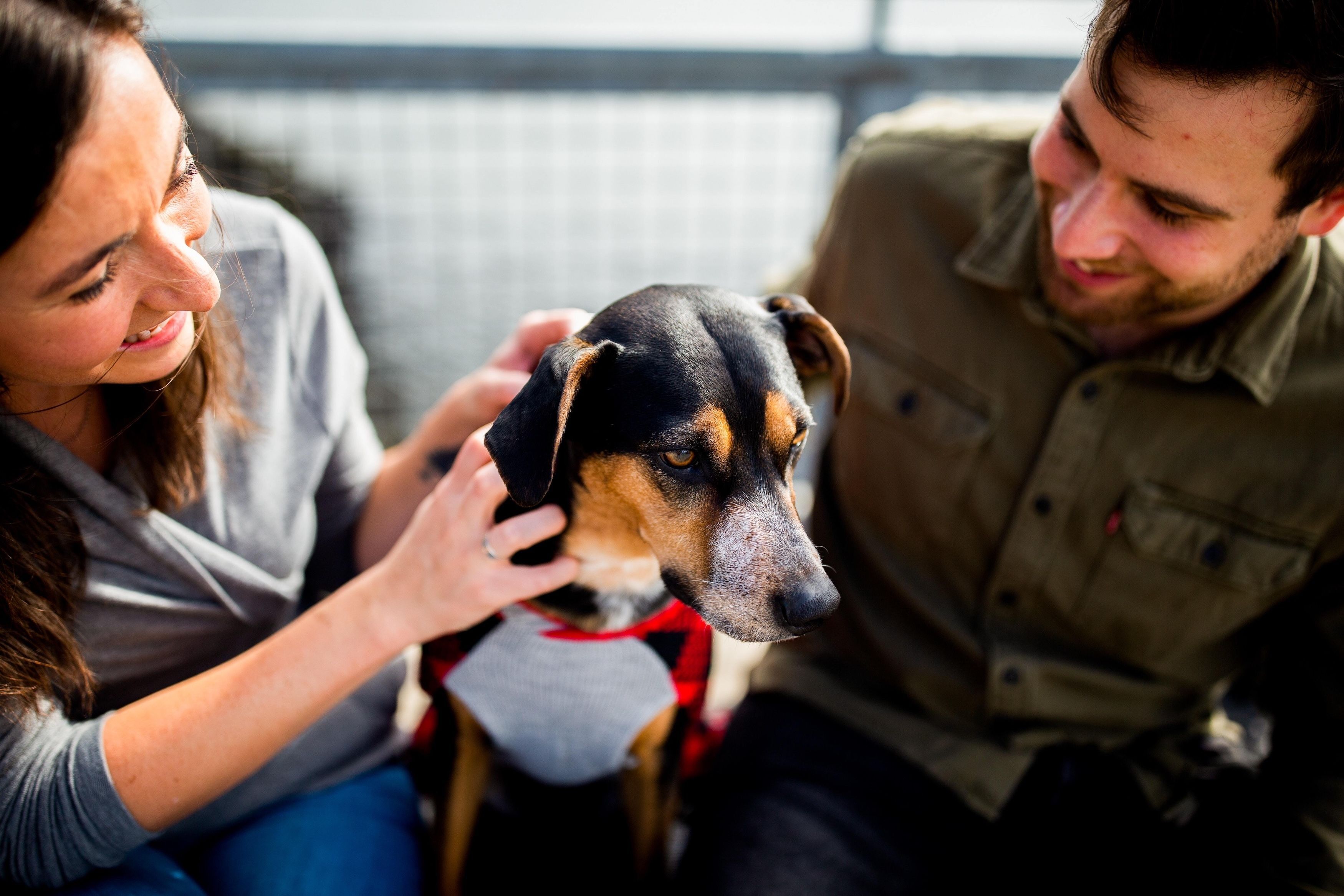 Pawsitive Impact Project