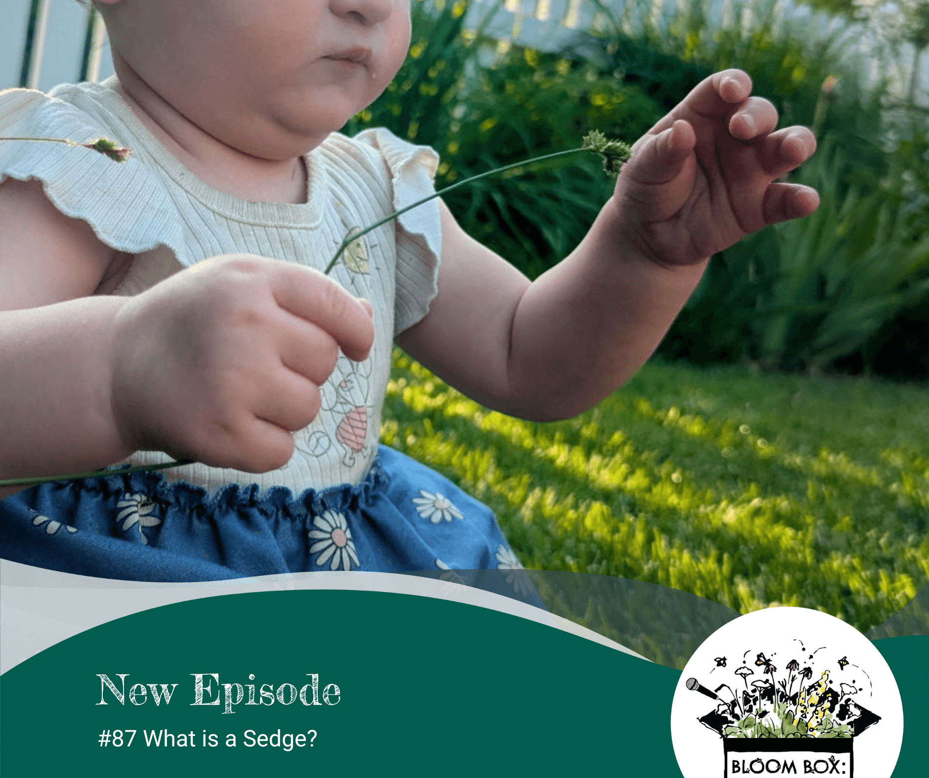baby holding a sedge seedhead