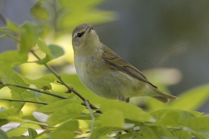 Tennessee Warbler