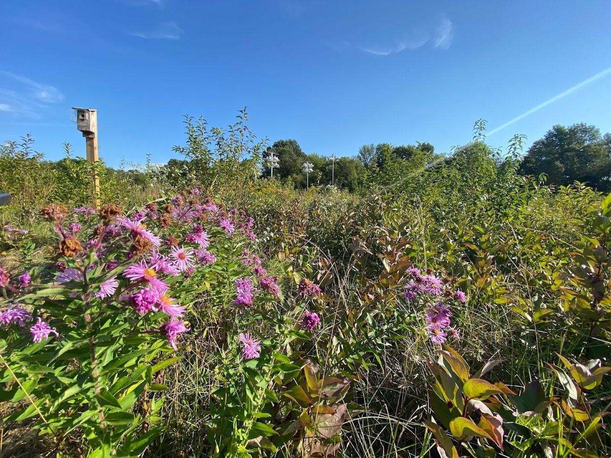 Pink asters in full bloom and bird boxes in the meadow at Caratunk