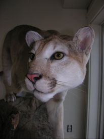 Taxidermy cougar on display at Lattimore Collection, General Tommy Franks Museum