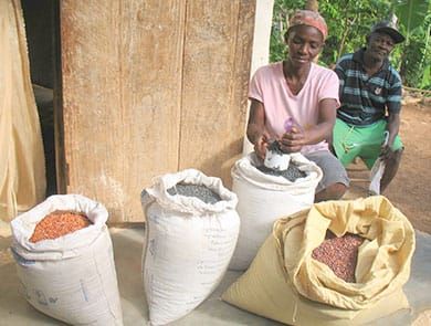 Madam Antoin Pierre, a farmer at the nursery in Altary, measures seeds at the co-op. After harvest, farmers return the same amount of seeds as shared originally, to sustain the program.
