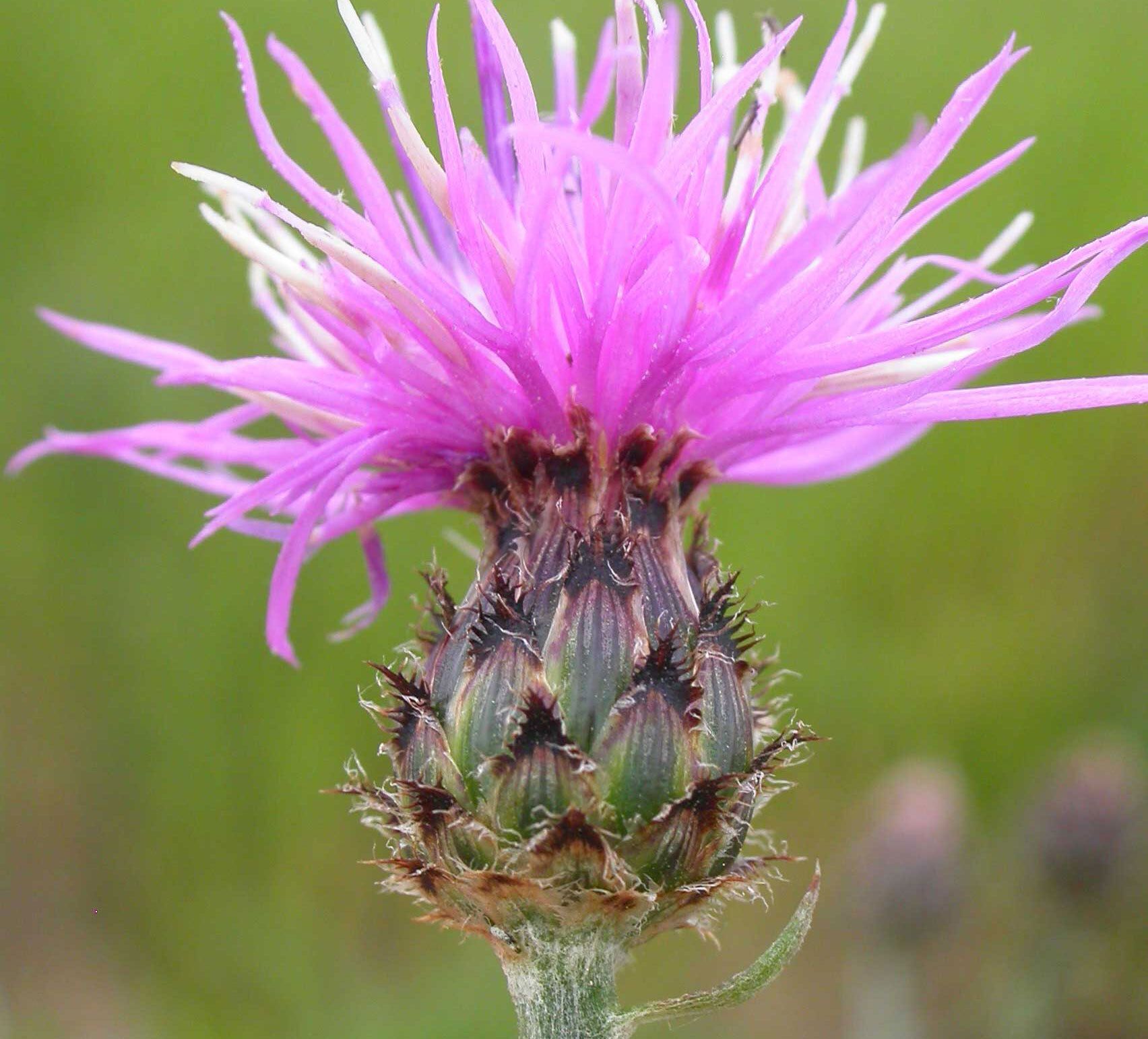 Spotted Knapweed